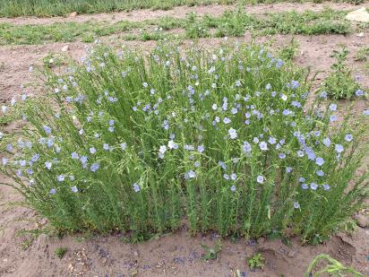 Click for 1 image(s) for this accession.